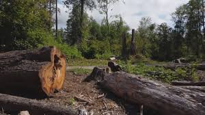 Best Tree Risk Assessment  in Tarpey Village, CA