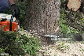 Best Fruit Tree Pruning  in Tarpey Village, CA