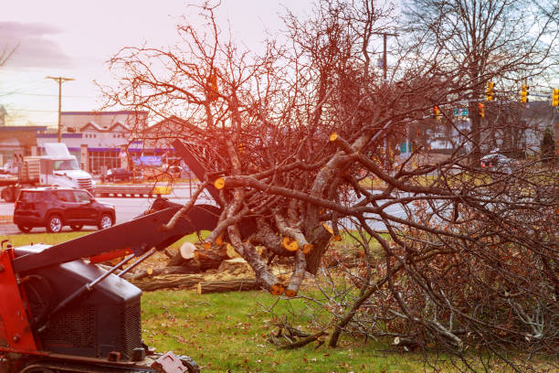 Best Root Management and Removal  in Tarpey Village, CA