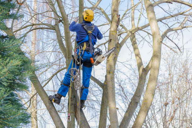 Trusted Tarpey Village, CA Tree Care Experts