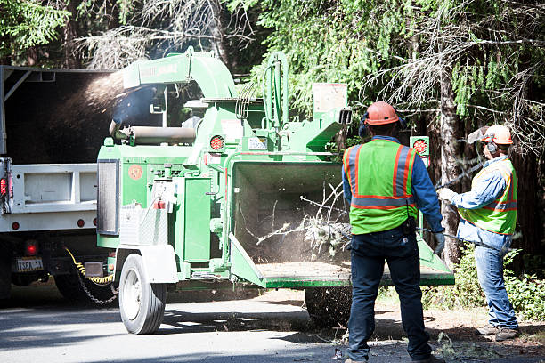 Best Tree Preservation Services  in Tarpey Village, CA