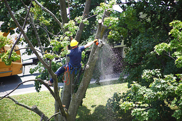 How Our Tree Care Process Works  in  Tarpey Village, CA
